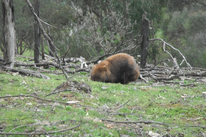 Bluey Wombat.jpg