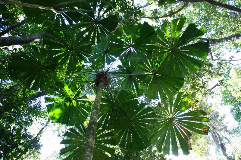 hinchinbrook2.jpg