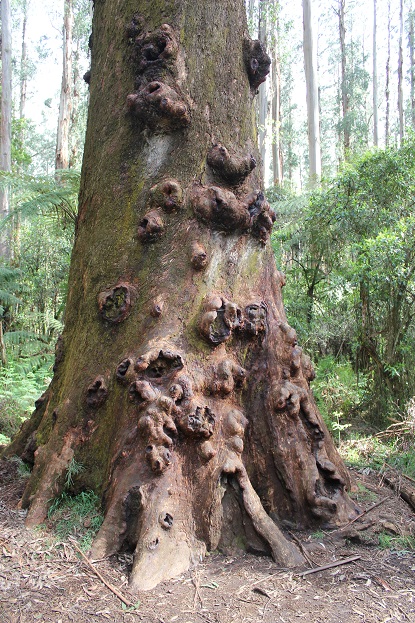 Burls on tree.jpg