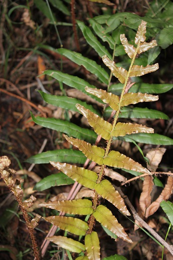 New frond of Hard Water Fern (Blechnun wattsii).jpg