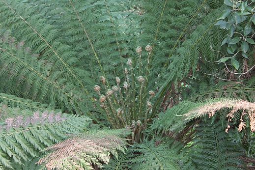 New fronds emerging on Soft Tree Fern (Dicksonia antarctica).jpg