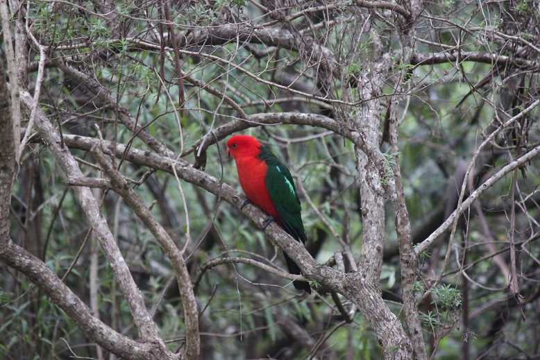 King Parrot.jpg