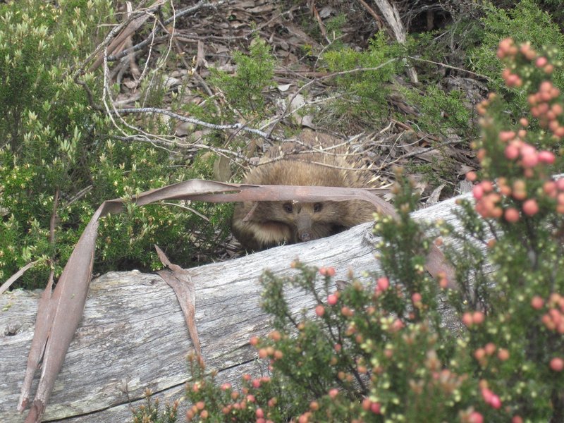 Friendly Echidna..jpg