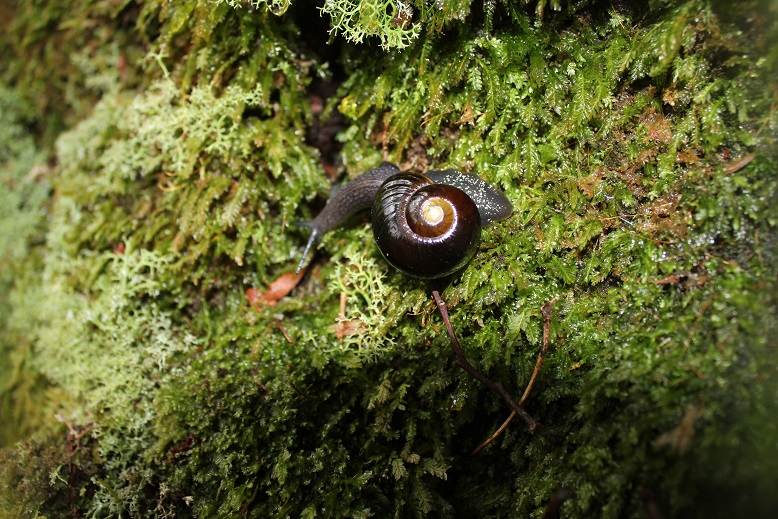 Otway Black Snail.jpg