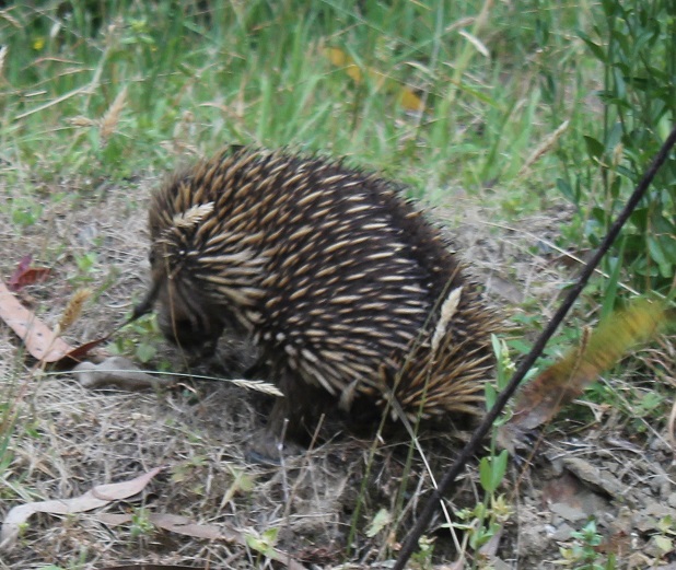 echidna.jpg