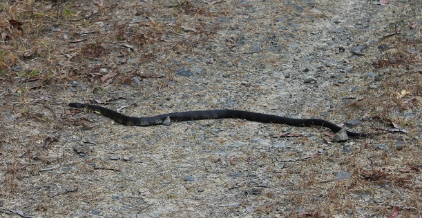 Tiger Snake.jpg