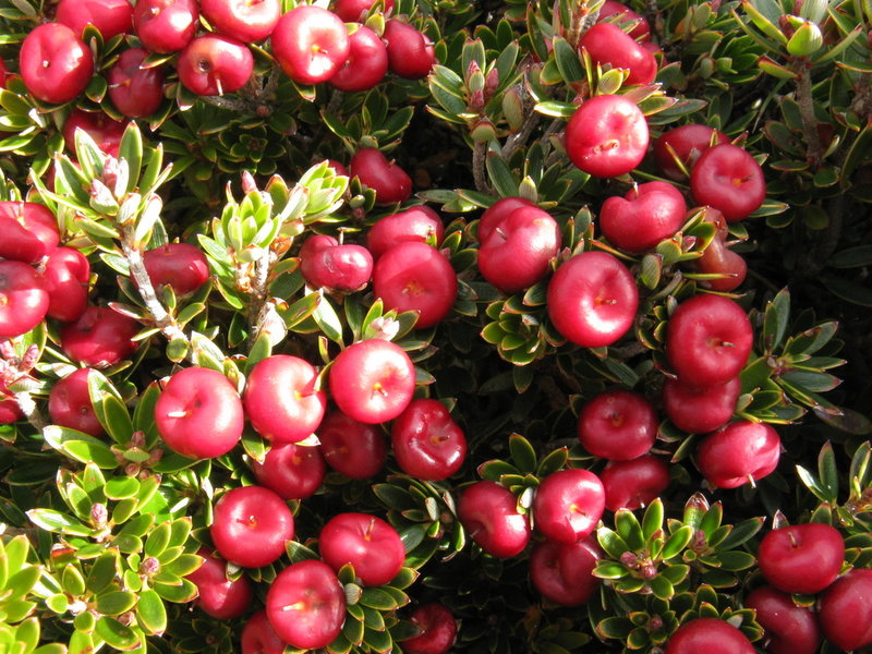 1-IMG_9584 Cheeseberry.JPG
