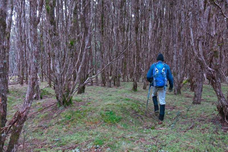 Scott 19 open forest on top, stretching for 1km.jpg