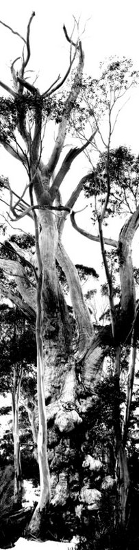 Tree (B&W).jpg