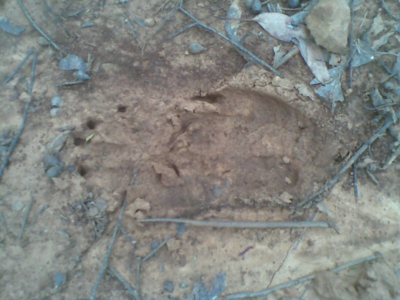 10102014 footprint.jpg