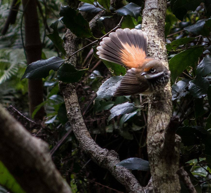 rufous-fantail.jpg