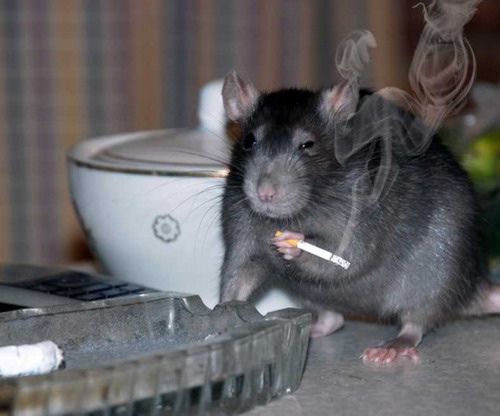 smoking-rat.jpeg