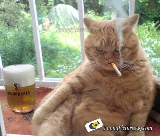 Smoking Cat.jpg
