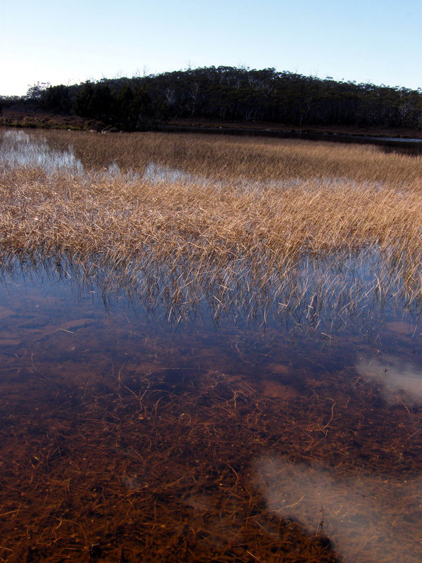 Reeds At Wentworth Lake.JPG