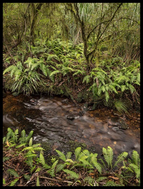 02 - Styx River headwaters.jpg