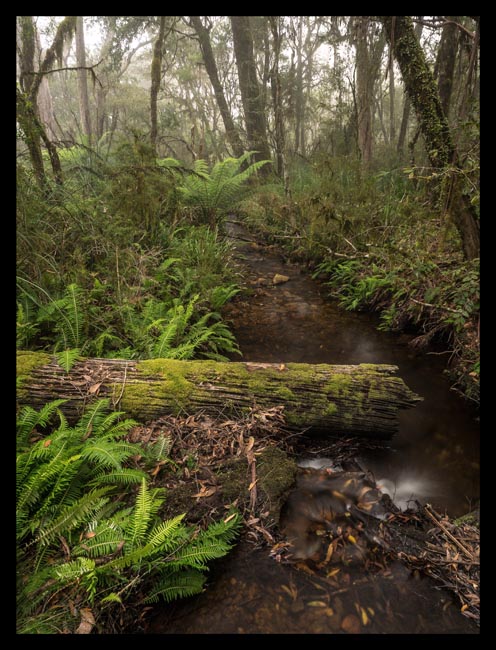 03 - Styx River headwaters.jpg