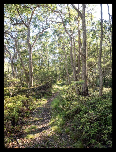 15 - Lyrebird Walk.jpg