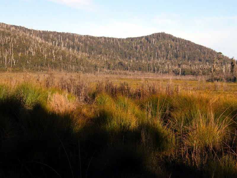 Buttongrass Plains.JPG