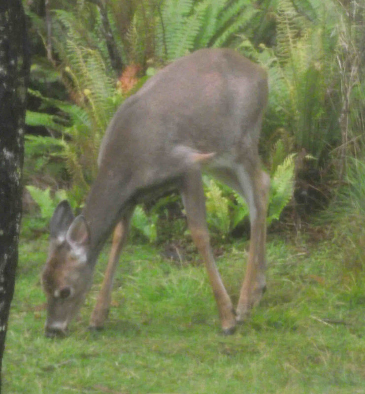 my photo of deer at freshwater landing.JPG