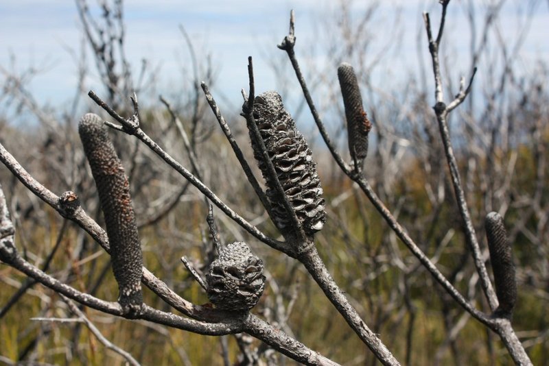 Burnt Banksia.JPG