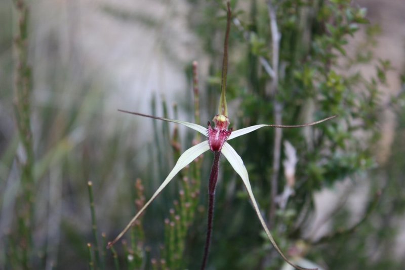 Spider Orchid.JPG