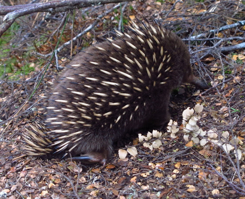 Echidna at Ducane Hut December 2015.jpg