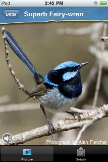 Superb Fairy-wren.jpg