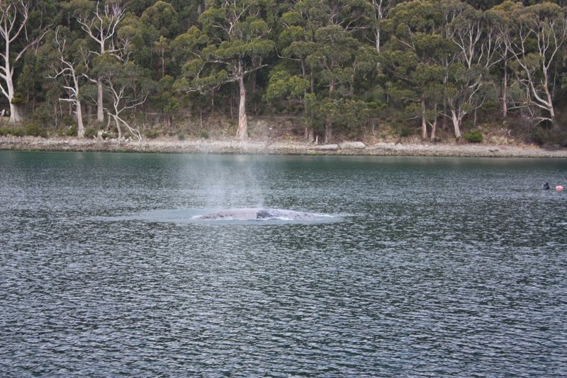 Humpback in East Cove.JPG