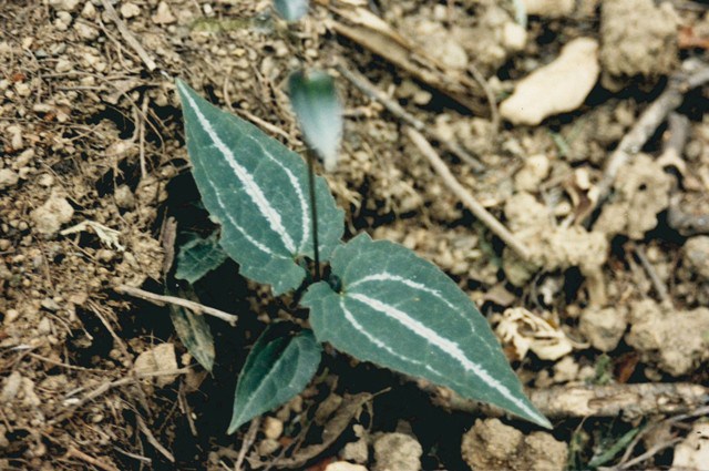 clematis-aristata-australian-clematis.jpg