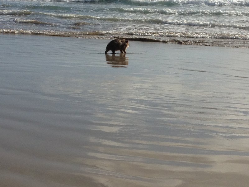 wombat waddling into surf.JPG