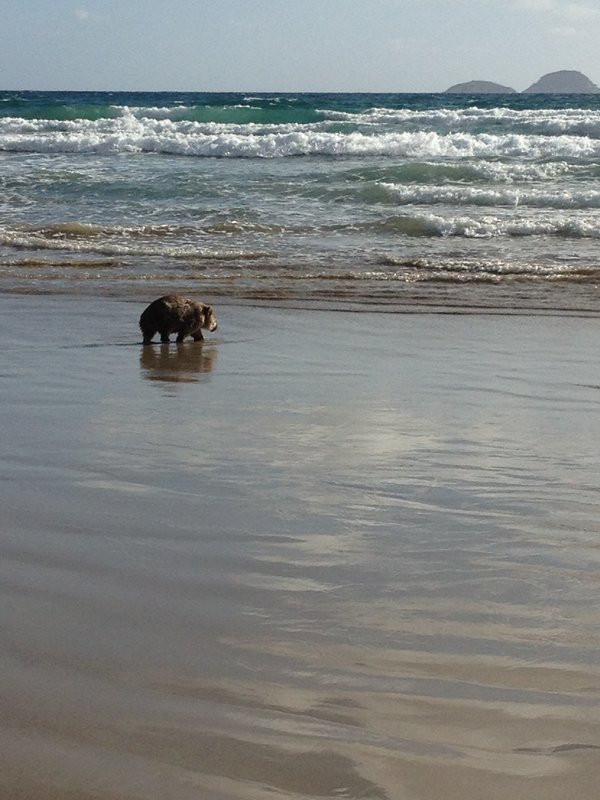 wombat in surf.JPG