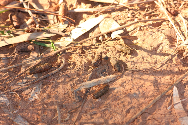 111koala droppings.JPG