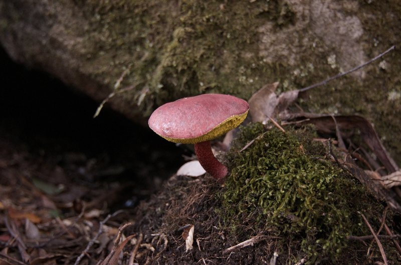 Day 4 - 2 Fungi walking up Mt Fortescue.jpg