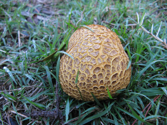 Fungi_1.jpg