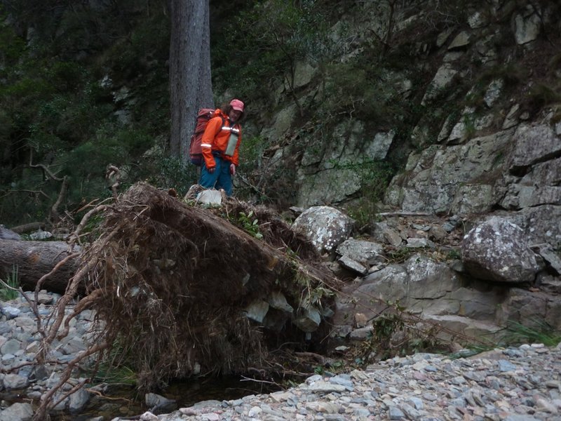 jones creek uprooted tree from rock.jpg