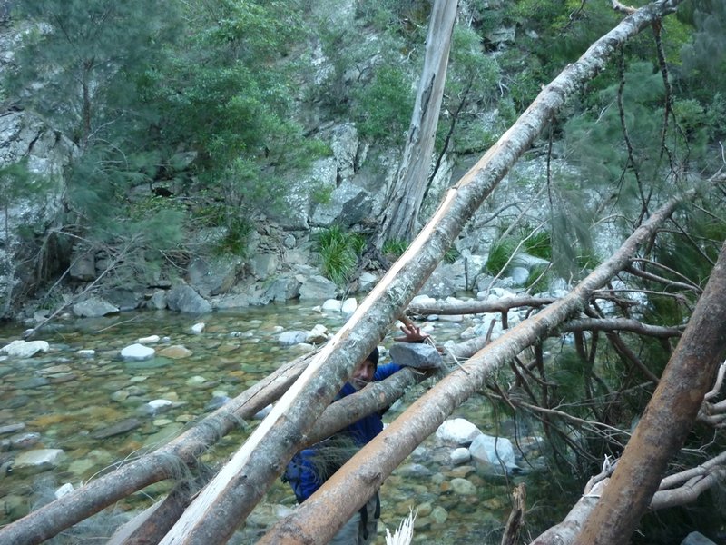 jones creek rock in tree.jpg