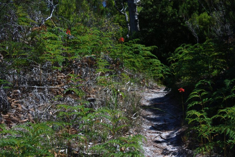 Labillardiere Track.JPG