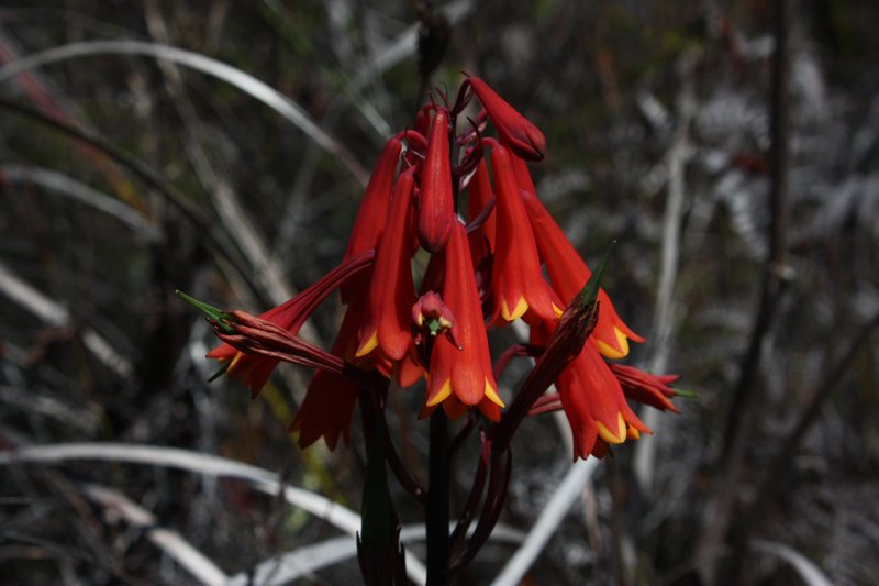 Blanfordia Punicea.JPG