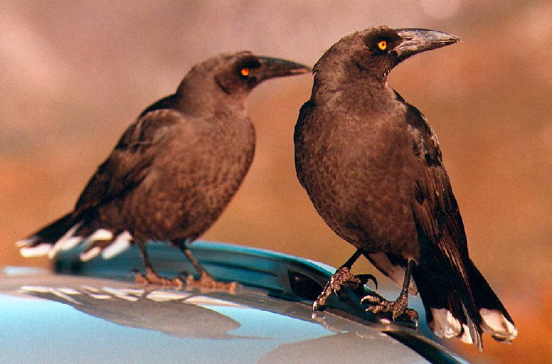 Currawong's at Cradle.jpg