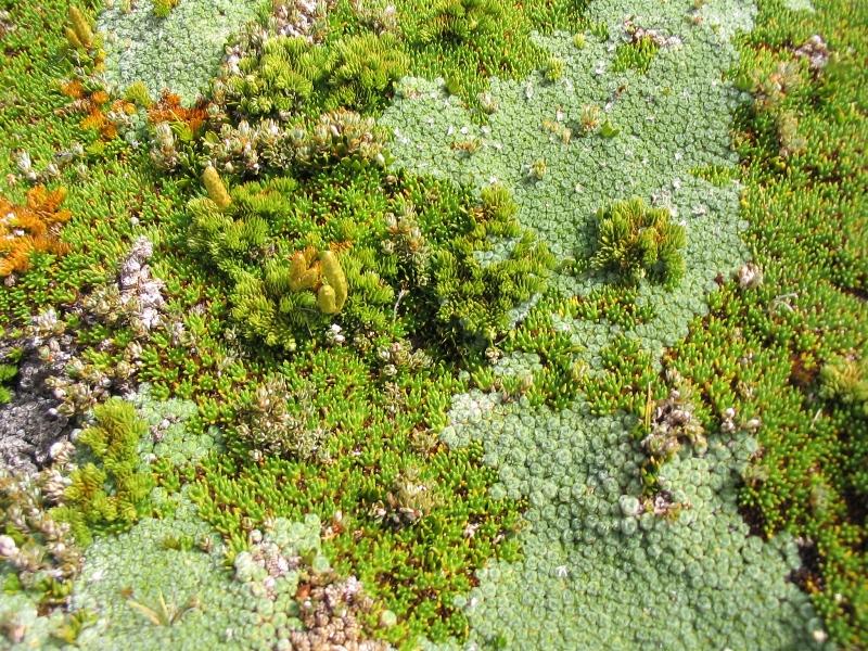 Cushion Plant Closeup Ben Lomond.jpg