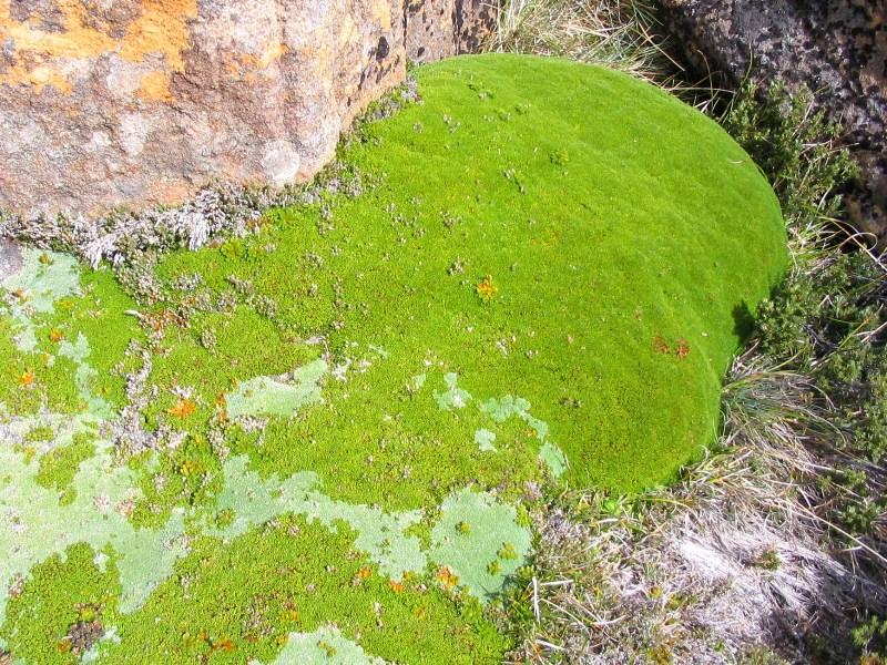 Cusion Plant Less Closeup Ben Lomond.jpg