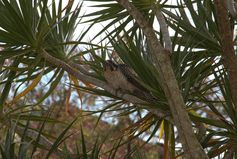 what bird small.jpg