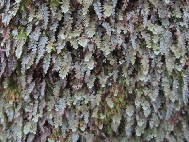 Skeleton Filmy Fern (Apteropteris applanata).jpg