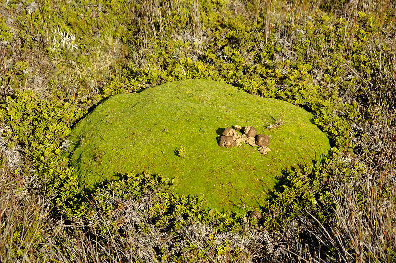 cushion plant1.jpg