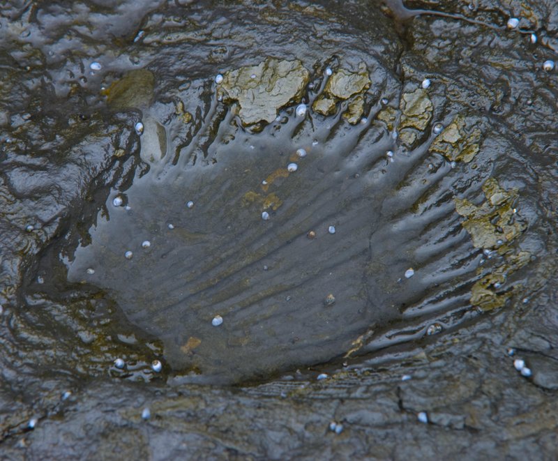 DSC_0233 copy.jpg