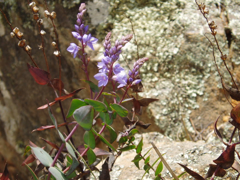 Derwentia perfoliata Digger's speedwell.JPG