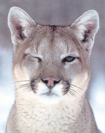 cougar.jpeg