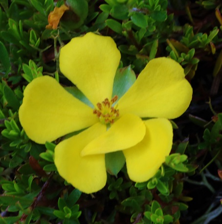 Hibbertia procumbens.jpg