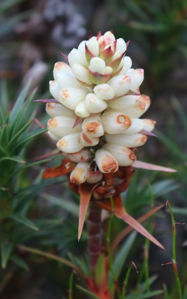 Richea scoparia.jpg