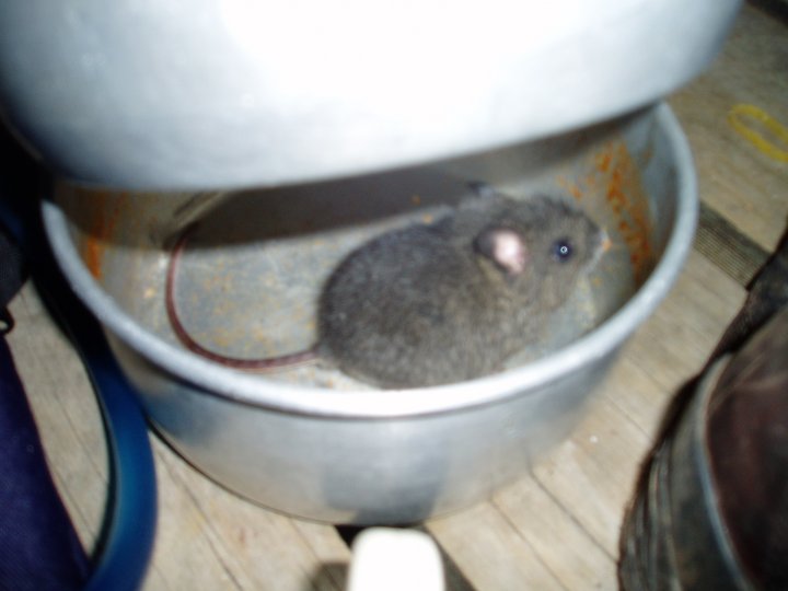a_mouse.jpg